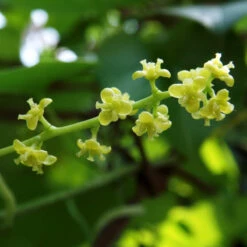 Tinospora Cordifolia Giloy Plant -Plant Life Decor Shop tinospora cordifoliaflower