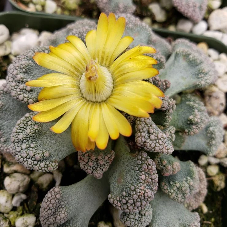 Titanopsis Calcarea Succulent Plant 1 Titanopsis Calcarea Succulent Plant