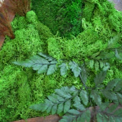 Triad Wilderness Preserved Moss Frame With Dark Wood -Plant Life Decor Shop triad wilderness 4