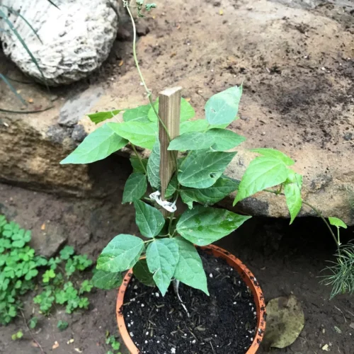 Vigna Speciosa -Snail Vine Plant -Plant Life Decor Shop vignaspeciosa 1