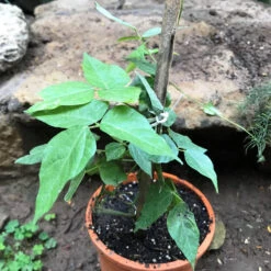 Vigna Speciosa -Snail Vine Plant -Plant Life Decor Shop vignaspeciosa 2