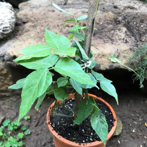 Vigna Speciosa -Snail Vine Plant -Plant Life Decor Shop vignaspeciosa 2