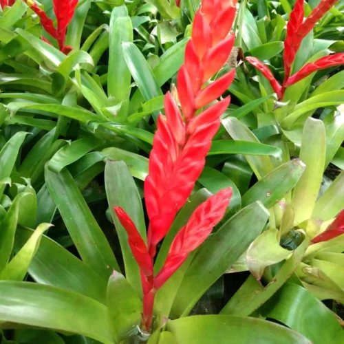 Vriesea Splendens Plant