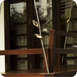 Peppy Pops - Bul Bul ( A Pair) -Plant Life Decor Shop whatsapp image 2023 07 19 at 15.12.22