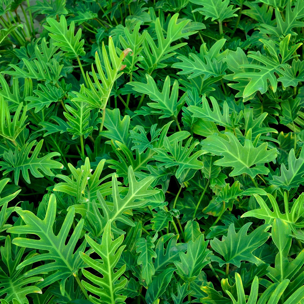 Philodendron Xanadu Green Plant 2 Philodendron Xanadu Green Plant - Image 2